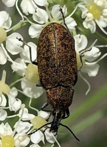 Réf. 290 878 : Mycterus curculioides